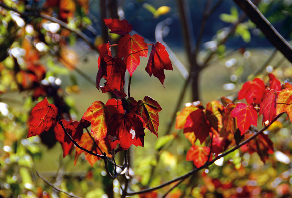 Henlopen Leaves