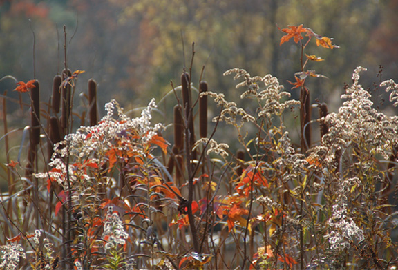 Cattails